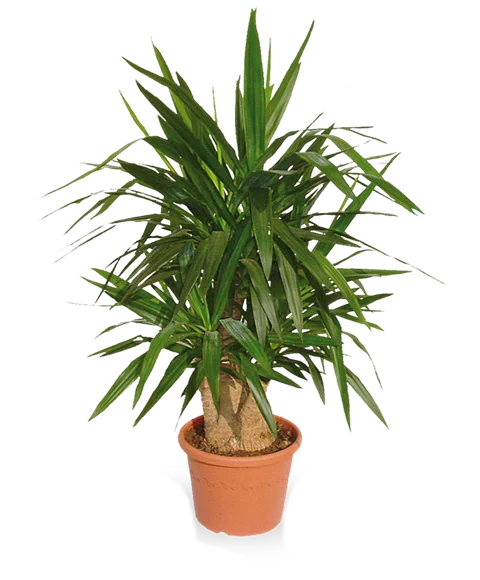 Pianda