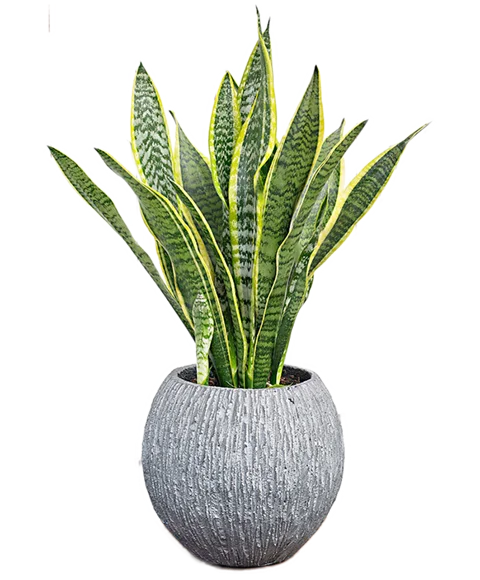 Pianta verde di