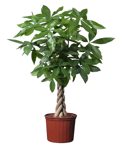 Pianta